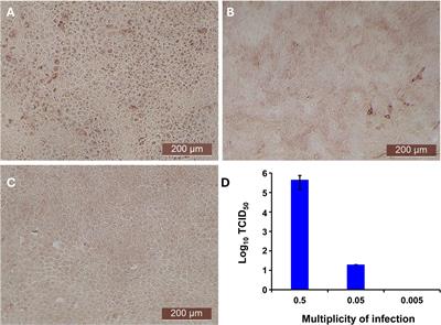 Antiviral activity of bovine type III interferon against bovine viral diarrhea virus is greatly reduced in bovine turbinate cells due to limited expression of IFN lambda receptor 1 (IL-28Rα)